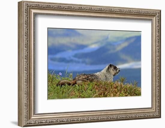 North America, the Usa, Alaska, Ice-Grey Groundhog-Bernd Rommelt-Framed Photographic Print