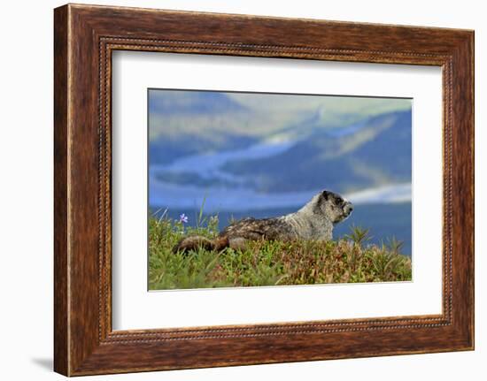 North America, the Usa, Alaska, Ice-Grey Groundhog-Bernd Rommelt-Framed Photographic Print