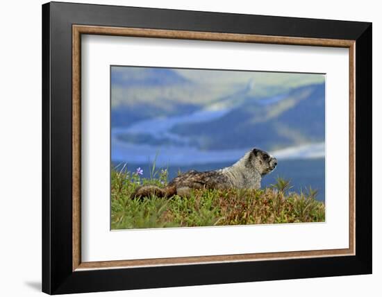 North America, the Usa, Alaska, Ice-Grey Groundhog-Bernd Rommelt-Framed Photographic Print