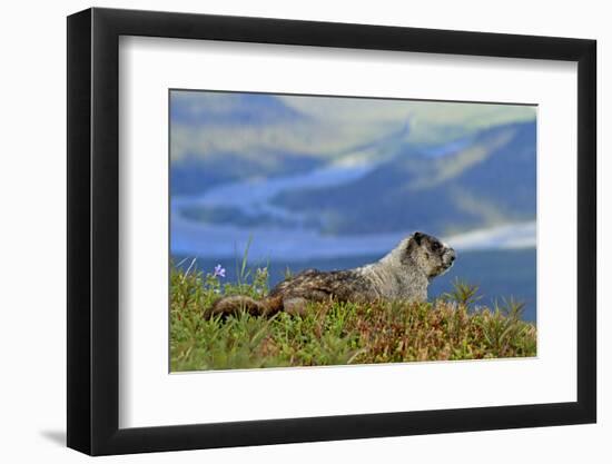 North America, the Usa, Alaska, Ice-Grey Groundhog-Bernd Rommelt-Framed Photographic Print