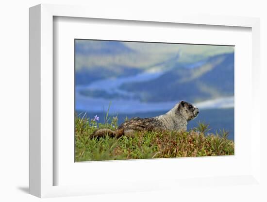 North America, the Usa, Alaska, Ice-Grey Groundhog-Bernd Rommelt-Framed Photographic Print