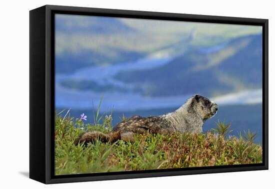 North America, the Usa, Alaska, Ice-Grey Groundhog-Bernd Rommelt-Framed Premier Image Canvas