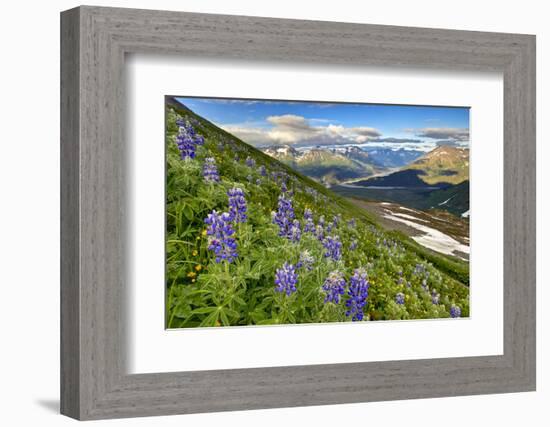 North America, the Usa, Alaska, Lupins, Lupin,-Bernd Rommelt-Framed Photographic Print