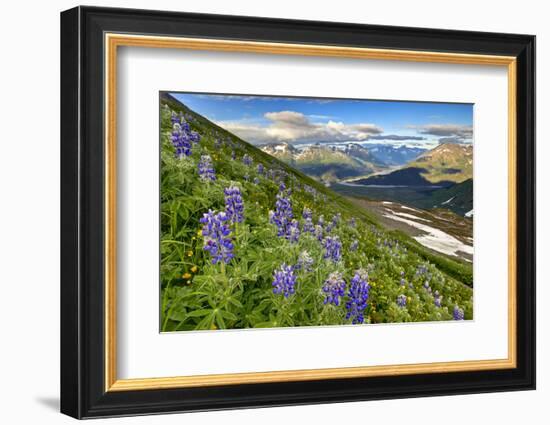 North America, the Usa, Alaska, Lupins, Lupin,-Bernd Rommelt-Framed Photographic Print