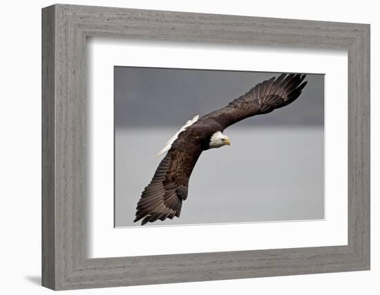 North America, the Usa, Alaska, Overhung White Head Lake Eagle-Bernd Rommelt-Framed Photographic Print