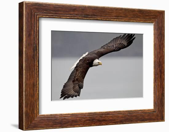 North America, the Usa, Alaska, Overhung White Head Lake Eagle-Bernd Rommelt-Framed Photographic Print