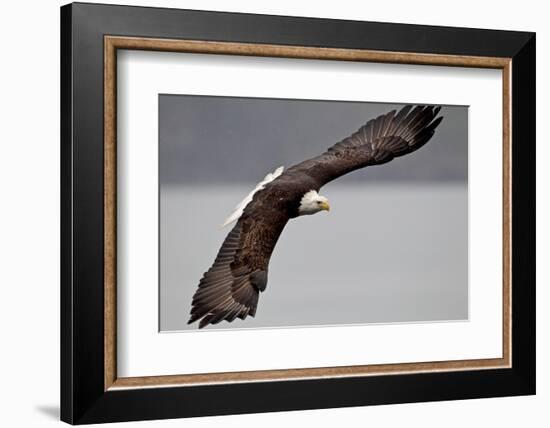 North America, the Usa, Alaska, Overhung White Head Lake Eagle-Bernd Rommelt-Framed Photographic Print