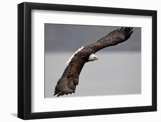 North America, the Usa, Alaska, Overhung White Head Lake Eagle-Bernd Rommelt-Framed Photographic Print