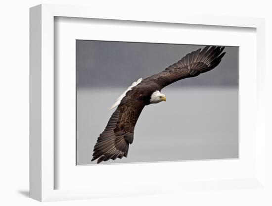 North America, the Usa, Alaska, Overhung White Head Lake Eagle-Bernd Rommelt-Framed Photographic Print