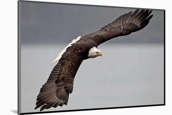 North America, the Usa, Alaska, Overhung White Head Lake Eagle-Bernd Rommelt-Mounted Photographic Print