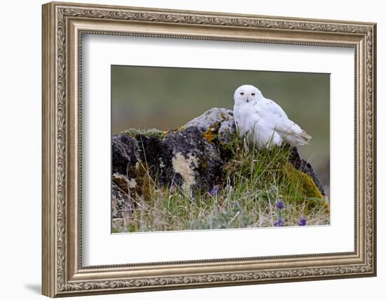 North America, the Usa, Alaska, Snow Owl,-Bernd Rommelt-Framed Photographic Print