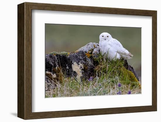 North America, the Usa, Alaska, Snow Owl,-Bernd Rommelt-Framed Photographic Print