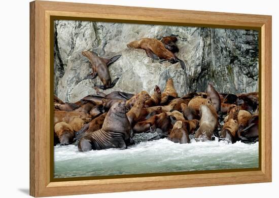 North America, the Usa, Alaska, Stellersche Sea Lions-Bernd Rommelt-Framed Premier Image Canvas