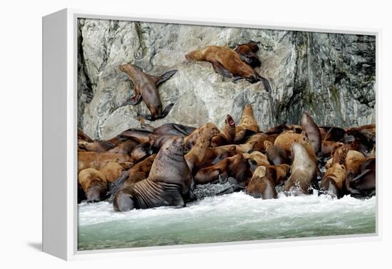 North America, the Usa, Alaska, Stellersche Sea Lions-Bernd Rommelt-Framed Premier Image Canvas