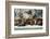 North America, the Usa, Alaska, Stellersche Sea Lions-Bernd Rommelt-Framed Photographic Print