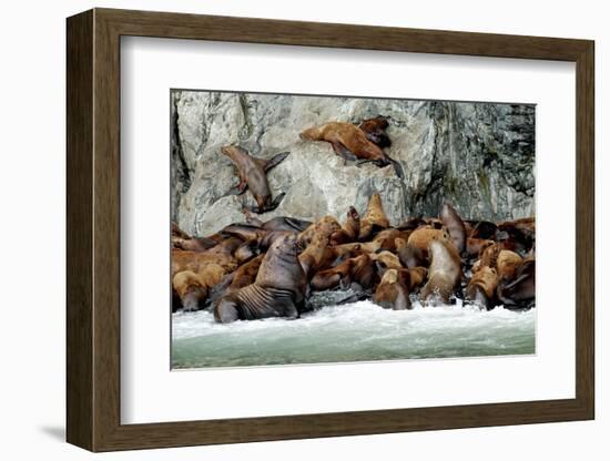 North America, the Usa, Alaska, Stellersche Sea Lions-Bernd Rommelt-Framed Photographic Print