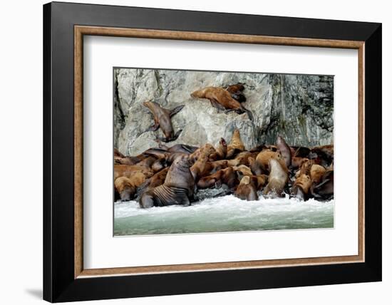 North America, the Usa, Alaska, Stellersche Sea Lions-Bernd Rommelt-Framed Photographic Print