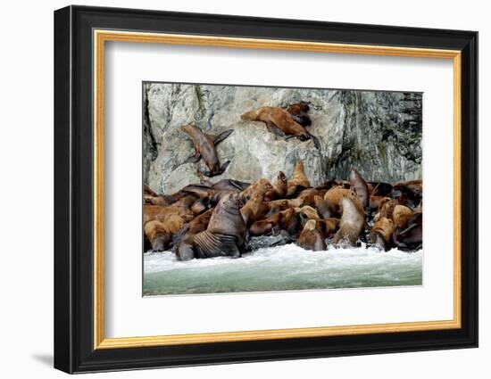North America, the Usa, Alaska, Stellersche Sea Lions-Bernd Rommelt-Framed Photographic Print