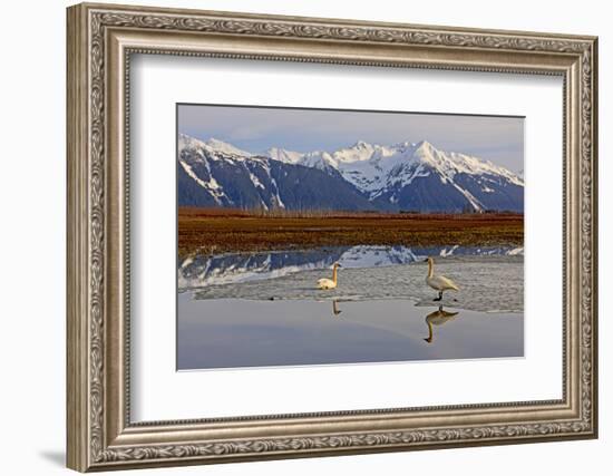 North America, the Usa, Alaska, Two Trumpet Player's Swans,-Bernd Rommelt-Framed Photographic Print