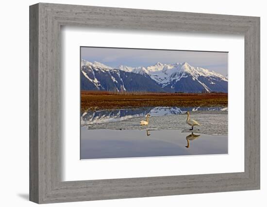 North America, the Usa, Alaska, Two Trumpet Player's Swans,-Bernd Rommelt-Framed Photographic Print