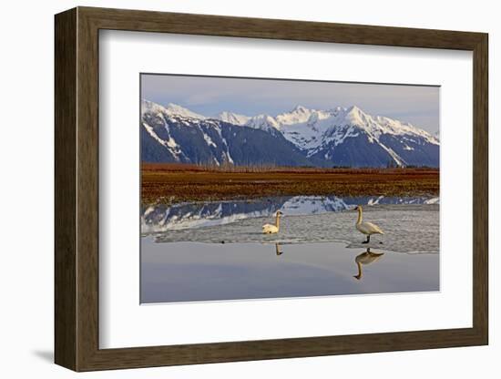 North America, the Usa, Alaska, Two Trumpet Player's Swans,-Bernd Rommelt-Framed Photographic Print