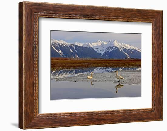 North America, the Usa, Alaska, Two Trumpet Player's Swans,-Bernd Rommelt-Framed Photographic Print