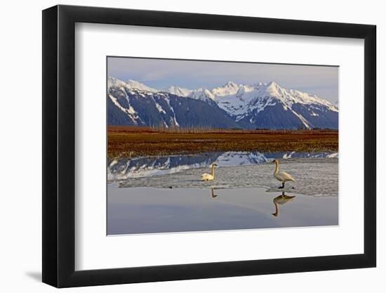 North America, the Usa, Alaska, Two Trumpet Player's Swans,-Bernd Rommelt-Framed Photographic Print