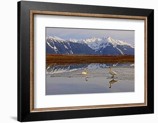 North America, the Usa, Alaska, Two Trumpet Player's Swans,-Bernd Rommelt-Framed Photographic Print