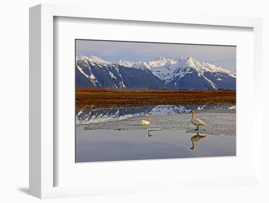 North America, the Usa, Alaska, Two Trumpet Player's Swans,-Bernd Rommelt-Framed Photographic Print