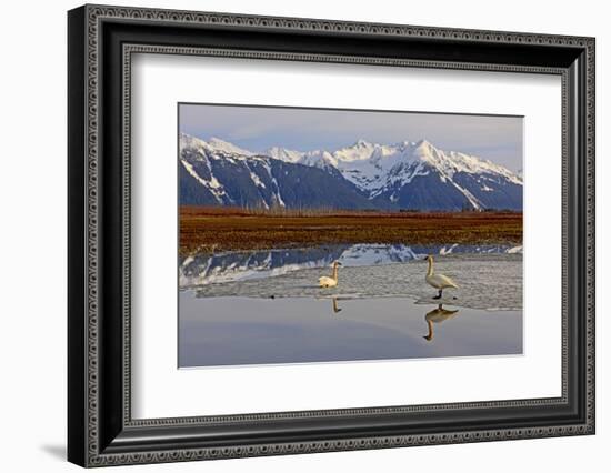 North America, the Usa, Alaska, Two Trumpet Player's Swans,-Bernd Rommelt-Framed Photographic Print