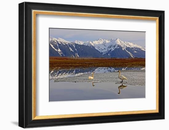 North America, the Usa, Alaska, Two Trumpet Player's Swans,-Bernd Rommelt-Framed Photographic Print