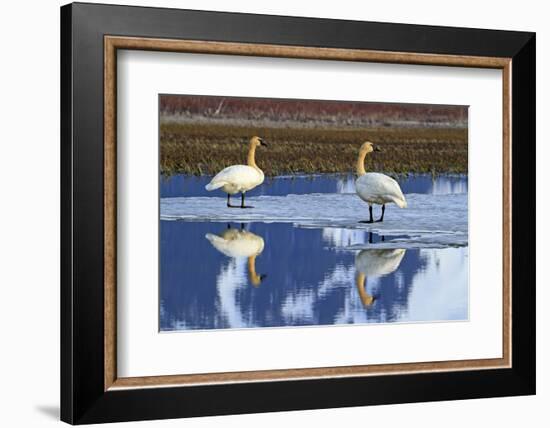 North America, the Usa, Alaska, Two Trumpet Player's Swans,-Bernd Rommelt-Framed Photographic Print