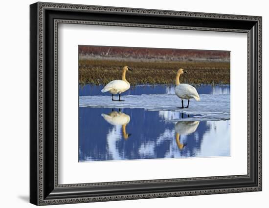 North America, the Usa, Alaska, Two Trumpet Player's Swans,-Bernd Rommelt-Framed Photographic Print