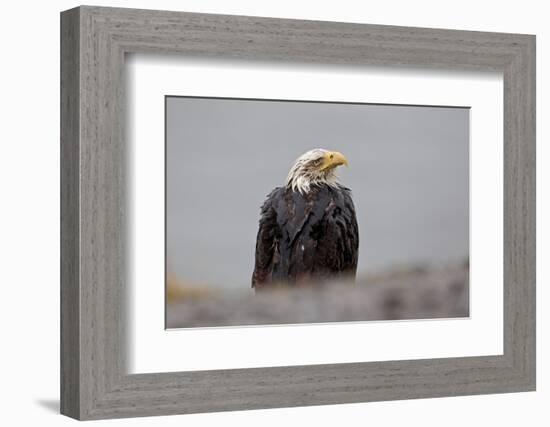 North America, the Usa, Alaska, White Head Lake Eagle-Bernd Rommelt-Framed Photographic Print