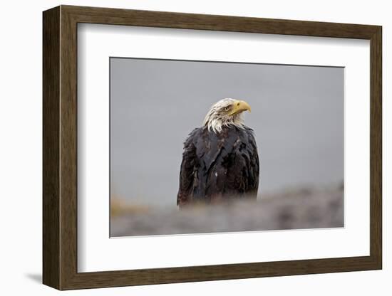 North America, the Usa, Alaska, White Head Lake Eagle-Bernd Rommelt-Framed Photographic Print