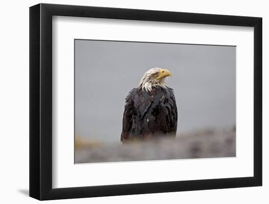 North America, the Usa, Alaska, White Head Lake Eagle-Bernd Rommelt-Framed Photographic Print