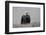 North America, the Usa, Alaska, White Head Lake Eagle-Bernd Rommelt-Framed Photographic Print