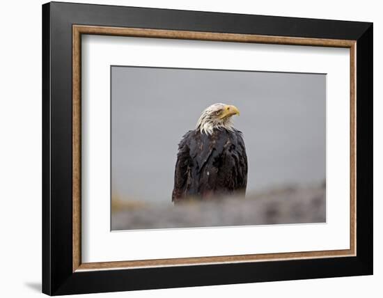 North America, the Usa, Alaska, White Head Lake Eagle-Bernd Rommelt-Framed Photographic Print