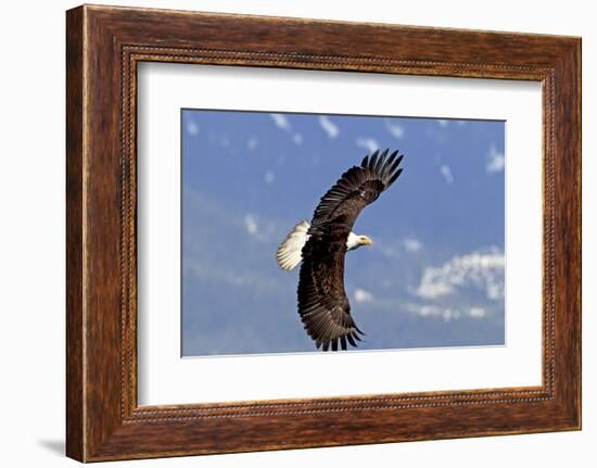 North America, the Usa, Alaska, White Head Lake Eagle-Bernd Rommelt-Framed Photographic Print