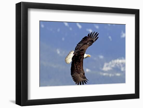 North America, the Usa, Alaska, White Head Lake Eagle-Bernd Rommelt-Framed Photographic Print