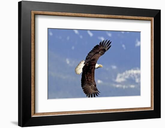 North America, the Usa, Alaska, White Head Lake Eagle-Bernd Rommelt-Framed Photographic Print