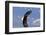 North America, the Usa, Alaska, White Head Lake Eagle-Bernd Rommelt-Framed Photographic Print