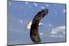 North America, the Usa, Alaska, White Head Lake Eagle-Bernd Rommelt-Mounted Photographic Print