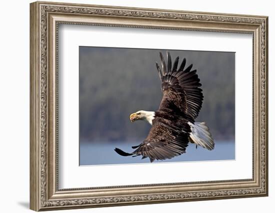 North America, the Usa, Alaska, White Head Lake Eagle-Bernd Rommelt-Framed Photographic Print