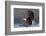 North America, the Usa, Alaska, White Head Lake Eagle-Bernd Rommelt-Framed Photographic Print