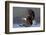 North America, the Usa, Alaska, White Head Lake Eagle-Bernd Rommelt-Framed Photographic Print