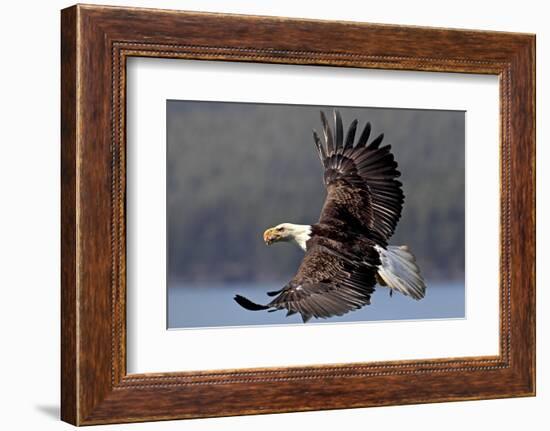 North America, the Usa, Alaska, White Head Lake Eagle-Bernd Rommelt-Framed Photographic Print