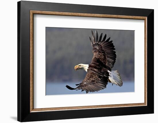 North America, the Usa, Alaska, White Head Lake Eagle-Bernd Rommelt-Framed Photographic Print