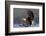 North America, the Usa, Alaska, White Head Lake Eagle-Bernd Rommelt-Framed Photographic Print