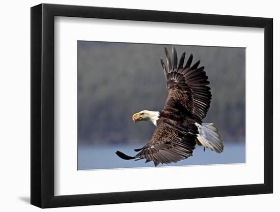 North America, the Usa, Alaska, White Head Lake Eagle-Bernd Rommelt-Framed Photographic Print